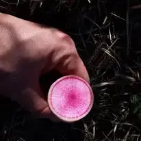 EARL DU BIAU COURTIL