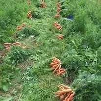 EARL BIO SUR SEULLES 